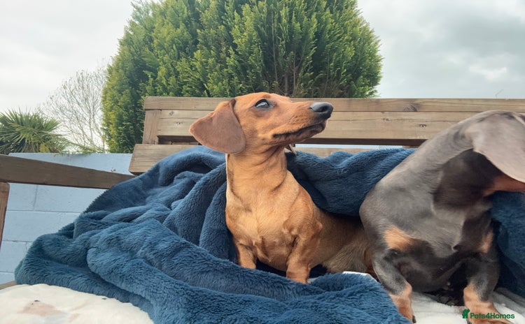 Miniature Dachshund dogs - Advert 2