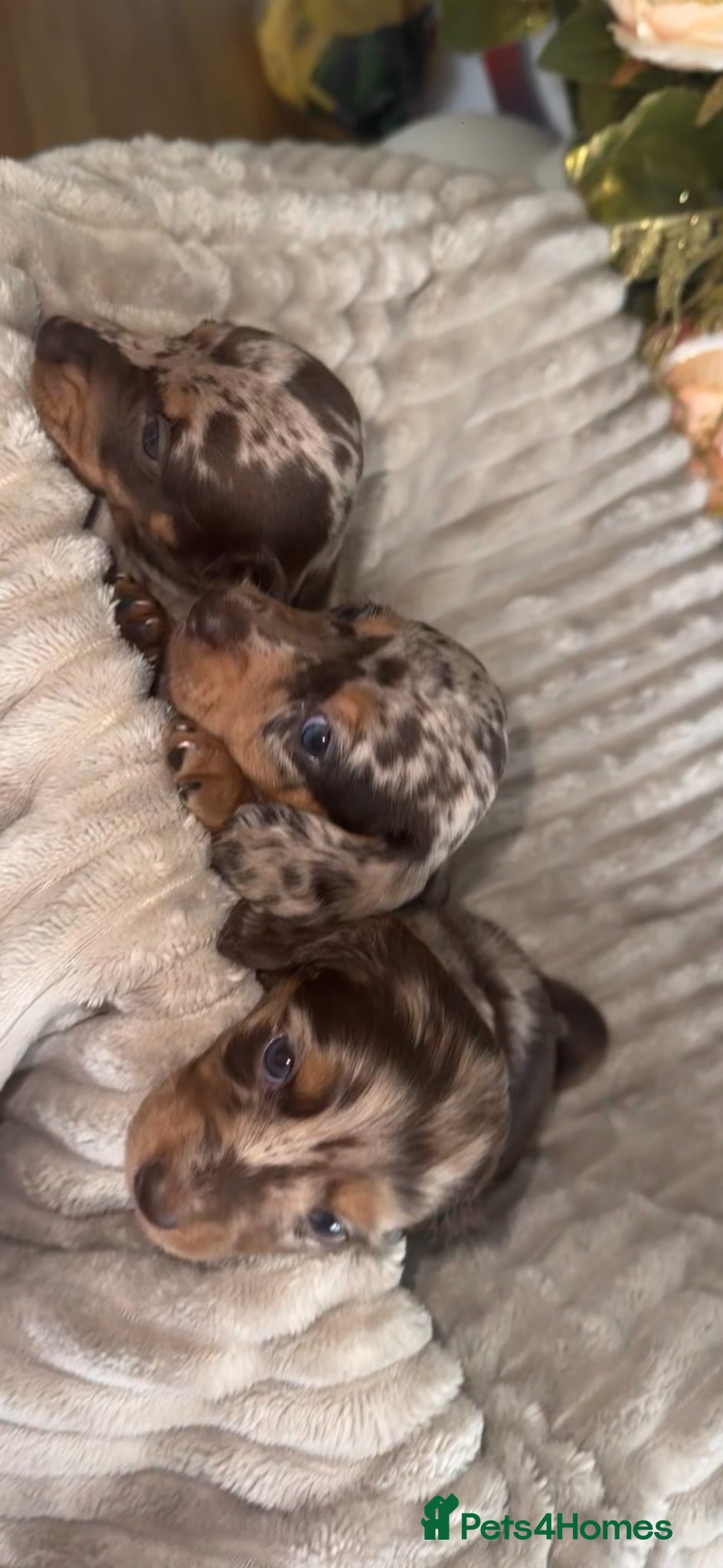 Dachshund dogs KC registered Dachshund long/short haired puppies - Advert 1