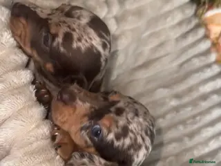 Dachshund dogs KC registered Dachshund long/short haired puppies - Advert 1