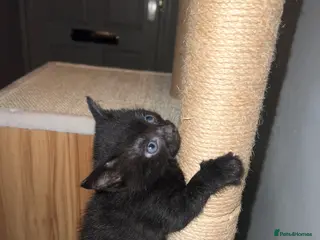 British Shorthair cats 3 British Shorthair Kittens for sale - Advert 16