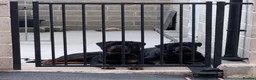 Rottweiler dogs for sale: Beautiful Chunky Rottweiler Puppies Now Here  - Advert 13