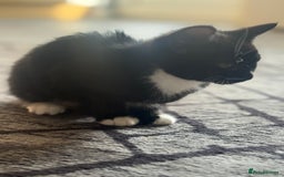 Domestic Shorthair cats for sale: Kittens for Sale - Image 8