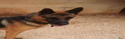 German Shepherd dogs for adoption: Meet tarzan 🥰 isn't he lovely 🐶🐾 - Advert 5