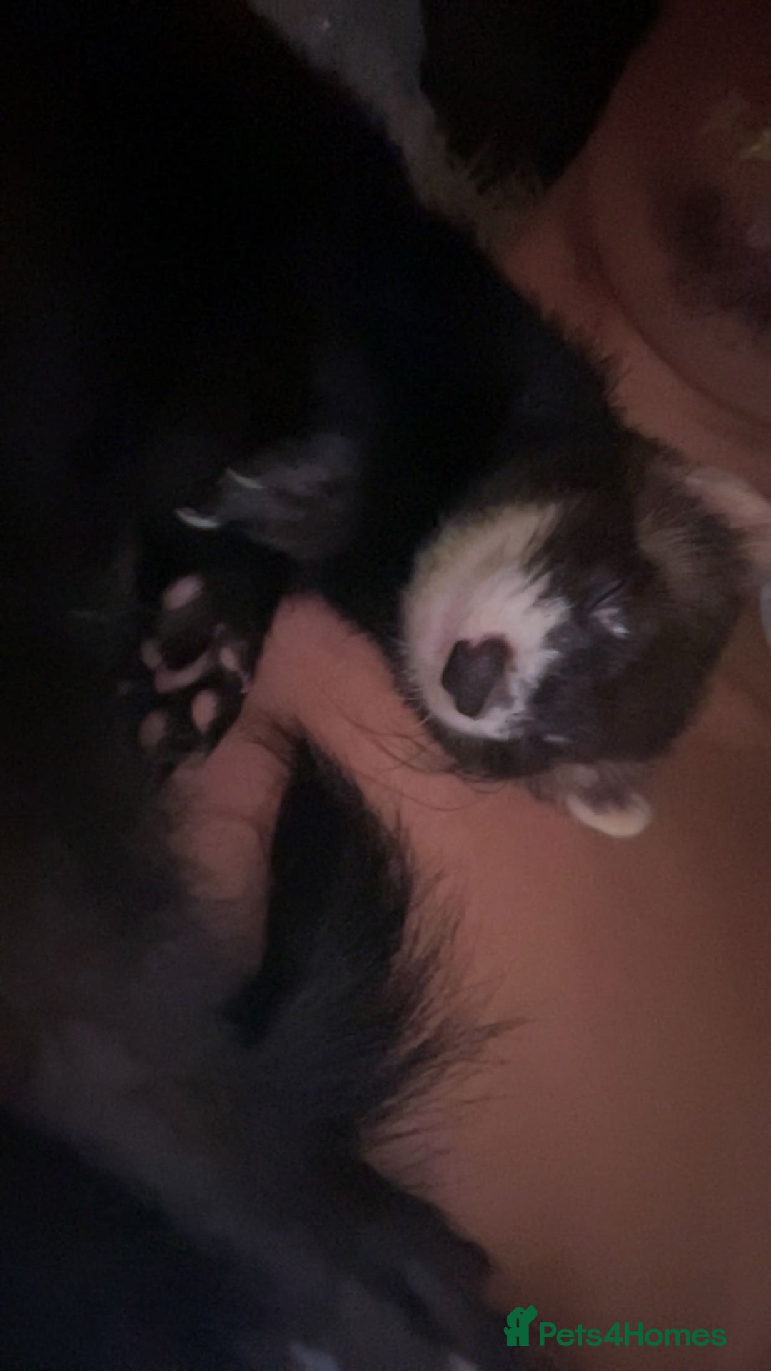 Ferret rodents for sale: 3 ferrets they are not 55 either  - Image 2