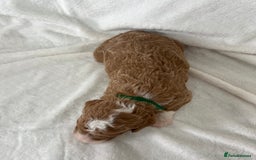 Goldendoodle dogs for sale: Beautiful litter of Goldendoodles  - Image 9