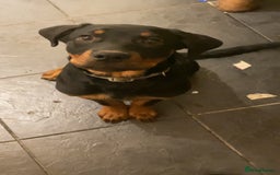 Rottweiler dogs for sale: Play full Rottweiler girl - Image 2