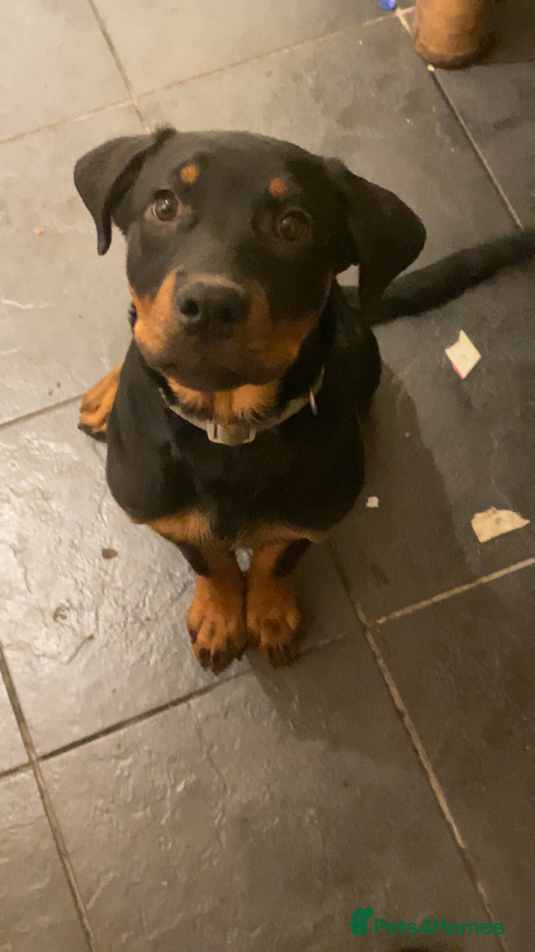 Rottweiler dogs for sale: Play full Rottweiler girl - Image 2