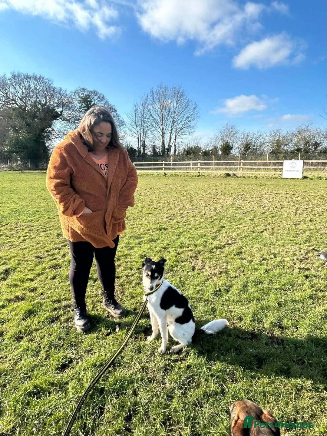 Mixed Breed dogs for adoption: Pippa - Norwich Norfolk  in Norwich - Advert 10