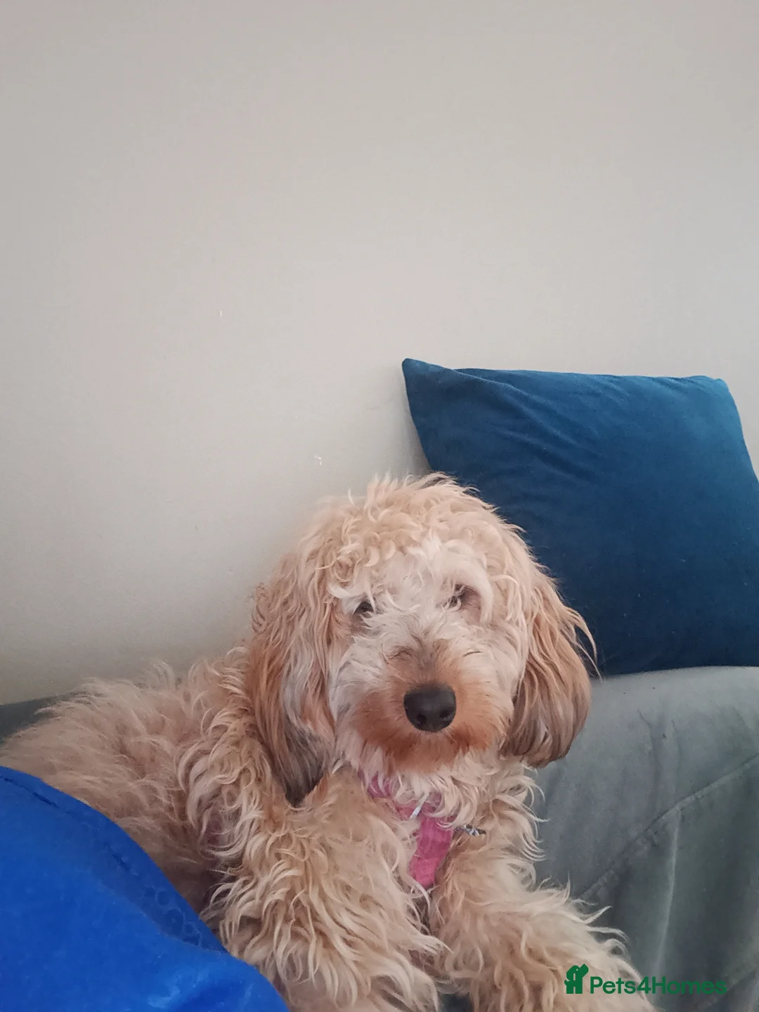 Cockapoo dogs for sale: Cockapoo  - Advert 7