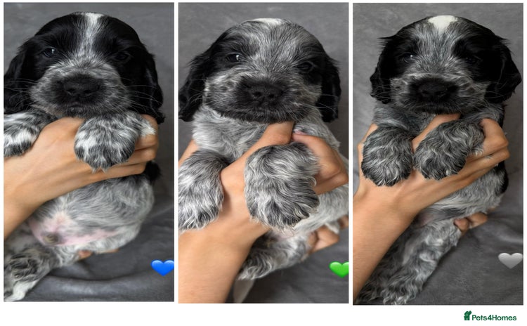 Cocker Spaniel dogs - Advert 4
