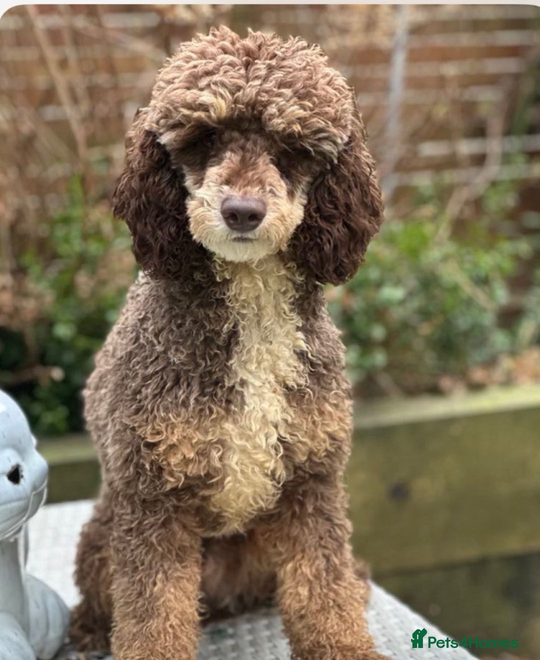 Miniature Poodle dogs for sale: Stunning miniature poodle  - Advert 10