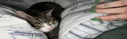 Mixed Breed cats for sale: PAIR OF KITTENS- Must go together  in Peterborough - Advert 5