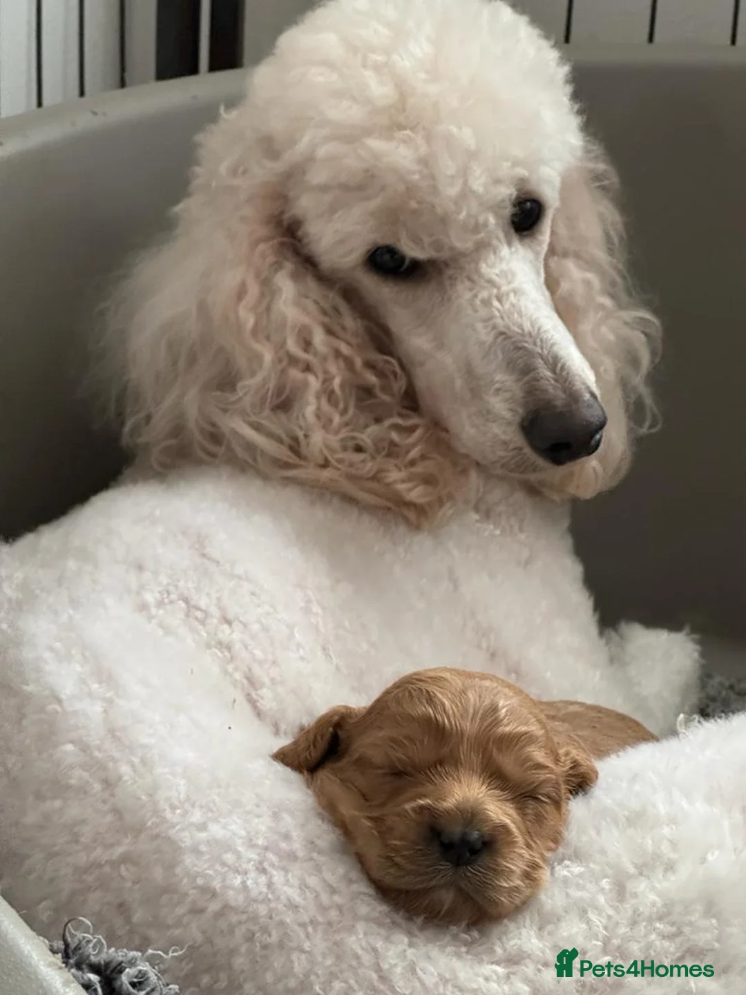 Cavalier King Charles Spaniel dogs for stud:  HEALTH TESTED kc cavalier king charles for stud  in Bedford - Advert 13