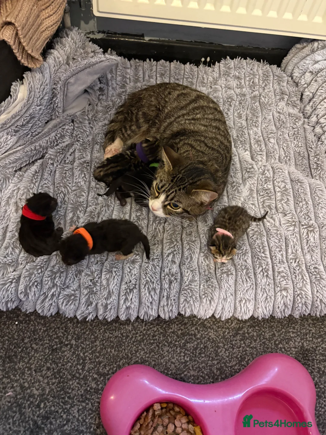 Ragdoll cats for sale: 4 kittens available  in Preston - Advert 1