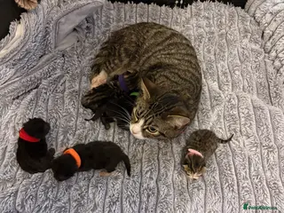 Ragdoll cats 4 kittens available - Advert 4