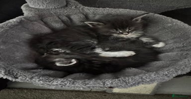 Maine Coon cats - Advert 2