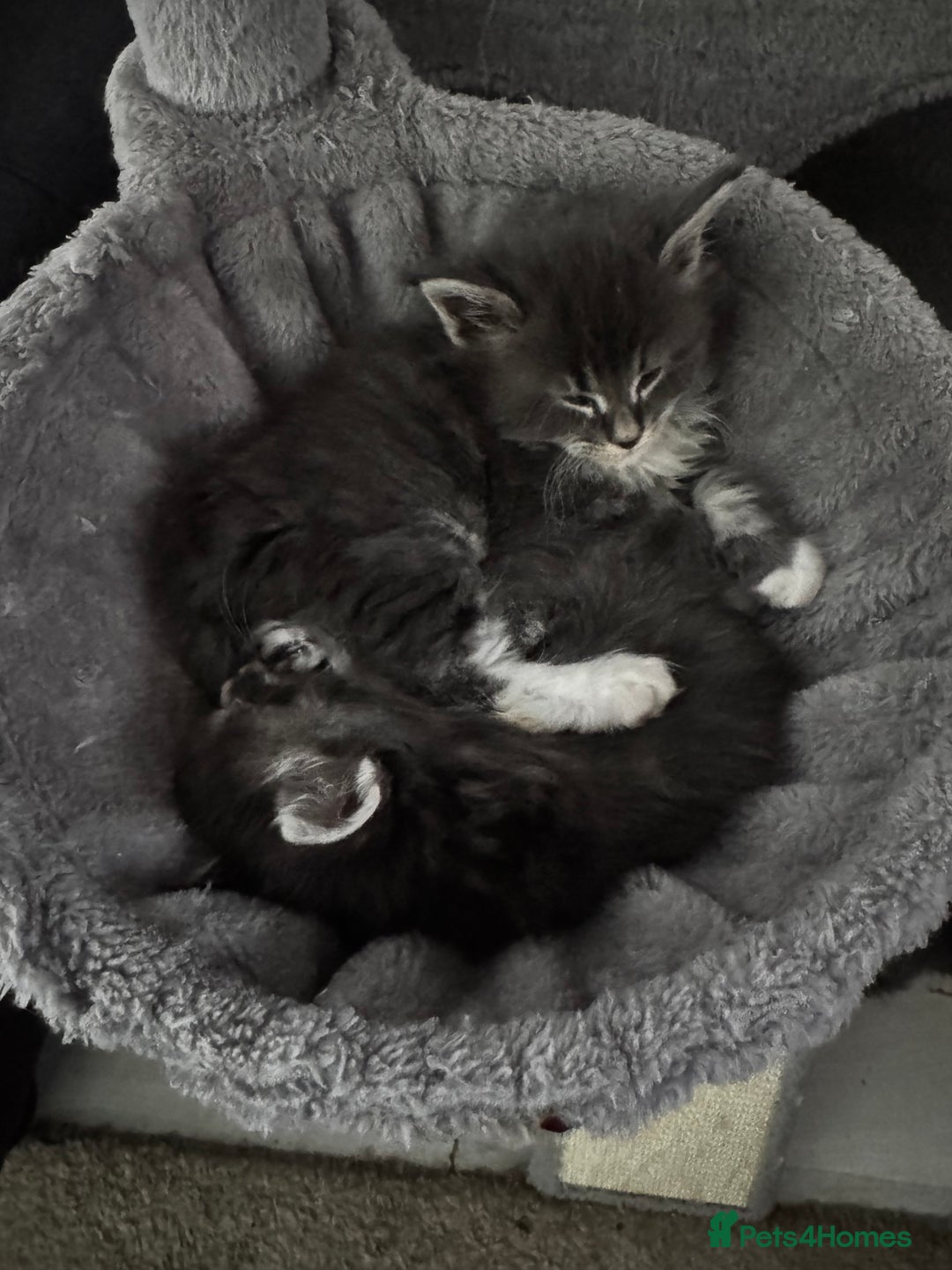 Maine Coon cats for sale: Blue And Blue And White Tabby’s - Image 2