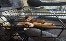 Abyssinian cats for sale: ⭐️Stunning Pedigree Abyssinian Kittens⭐ - Image 12
