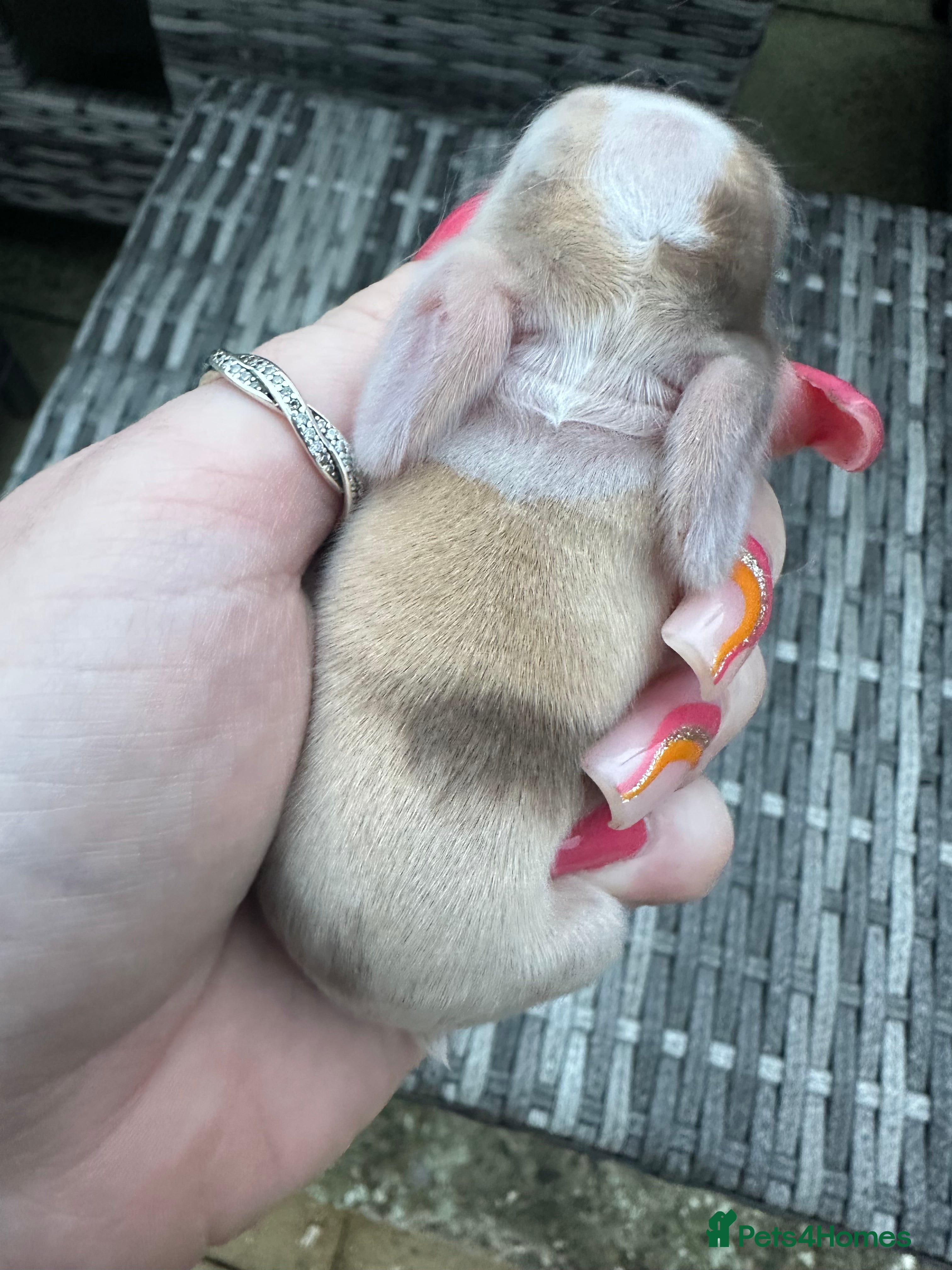 Mini Lop rabbits Stunning purebred mini lops - Advert 2