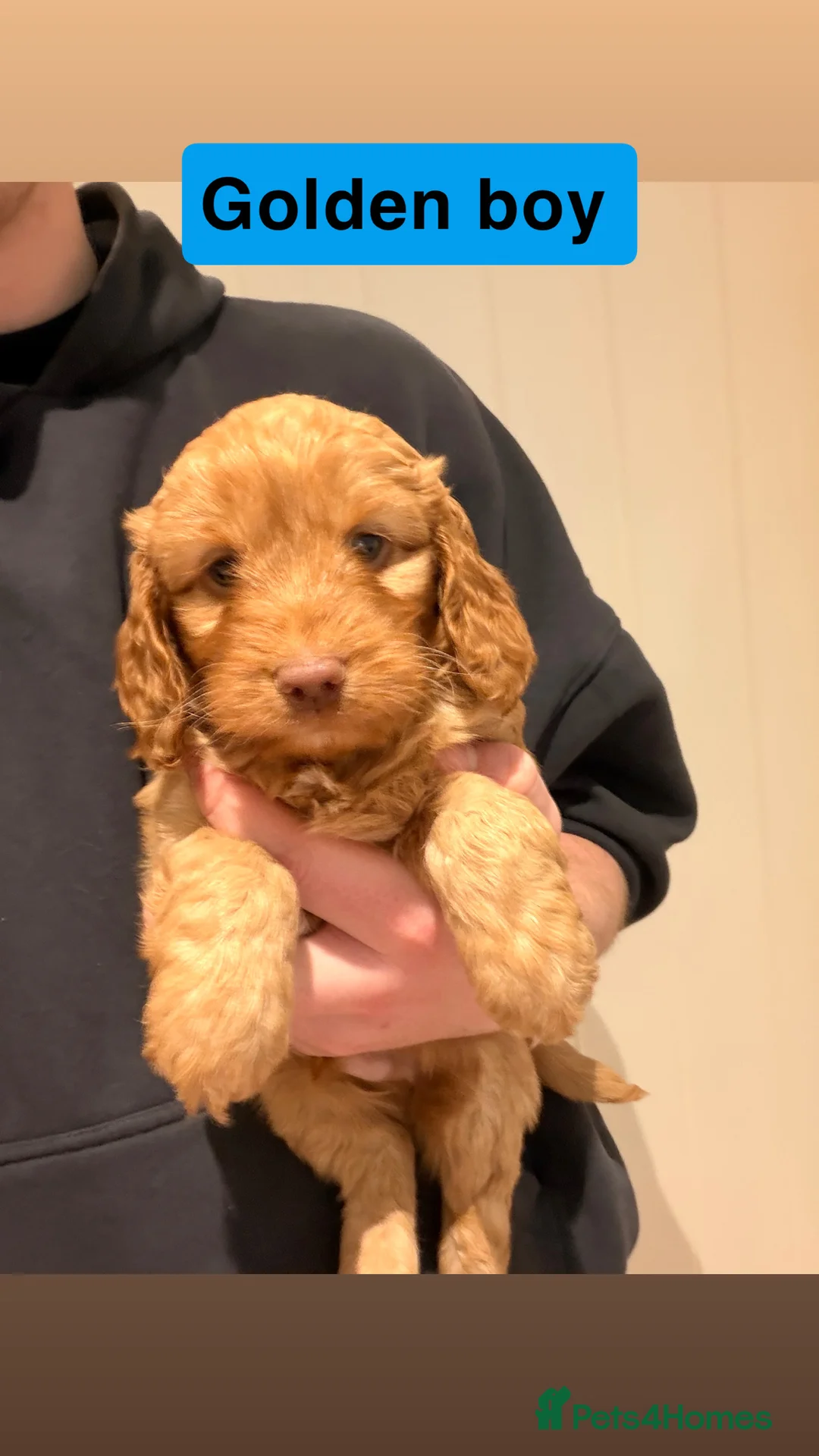 Cockapoo dogs for sale: Cockapoos  - Advert 2