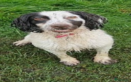 Mixed Breed dogs for sale: Siberian cockers - Image 1