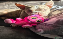 American Bully dogs for stud: Stud male  - Image 4