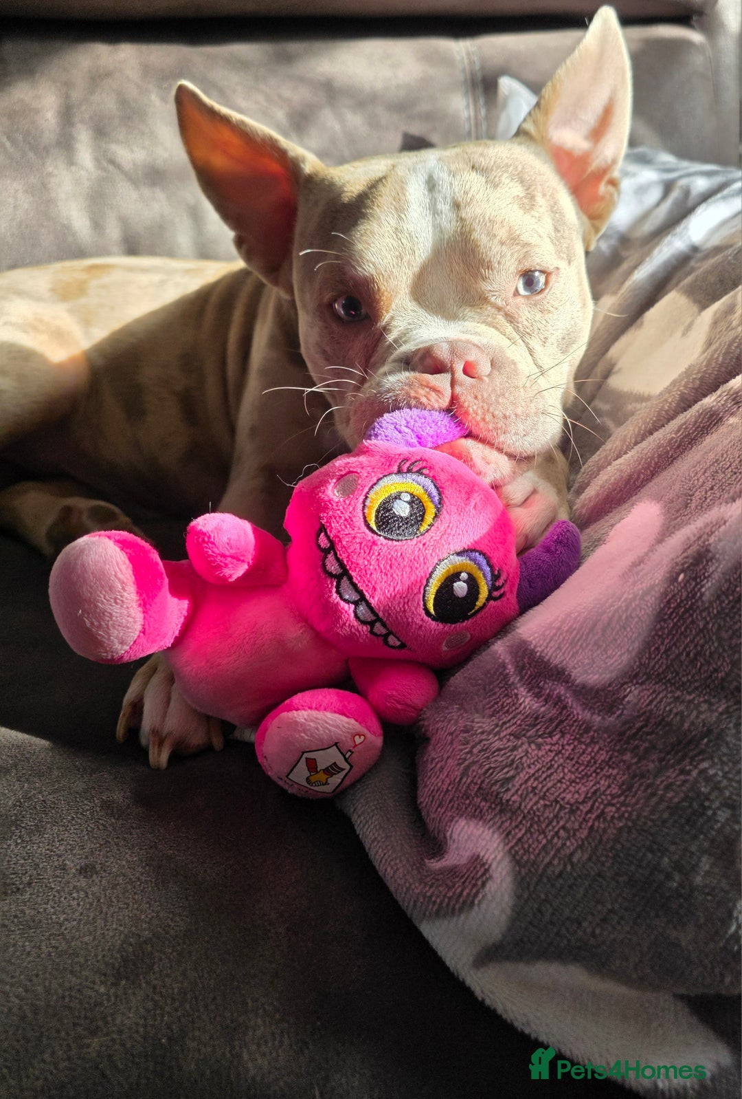 American Bully dogs for stud: Stud male  - Image 4