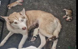 Siberian Husky dogs for sale: Siberian huskys - Image 3