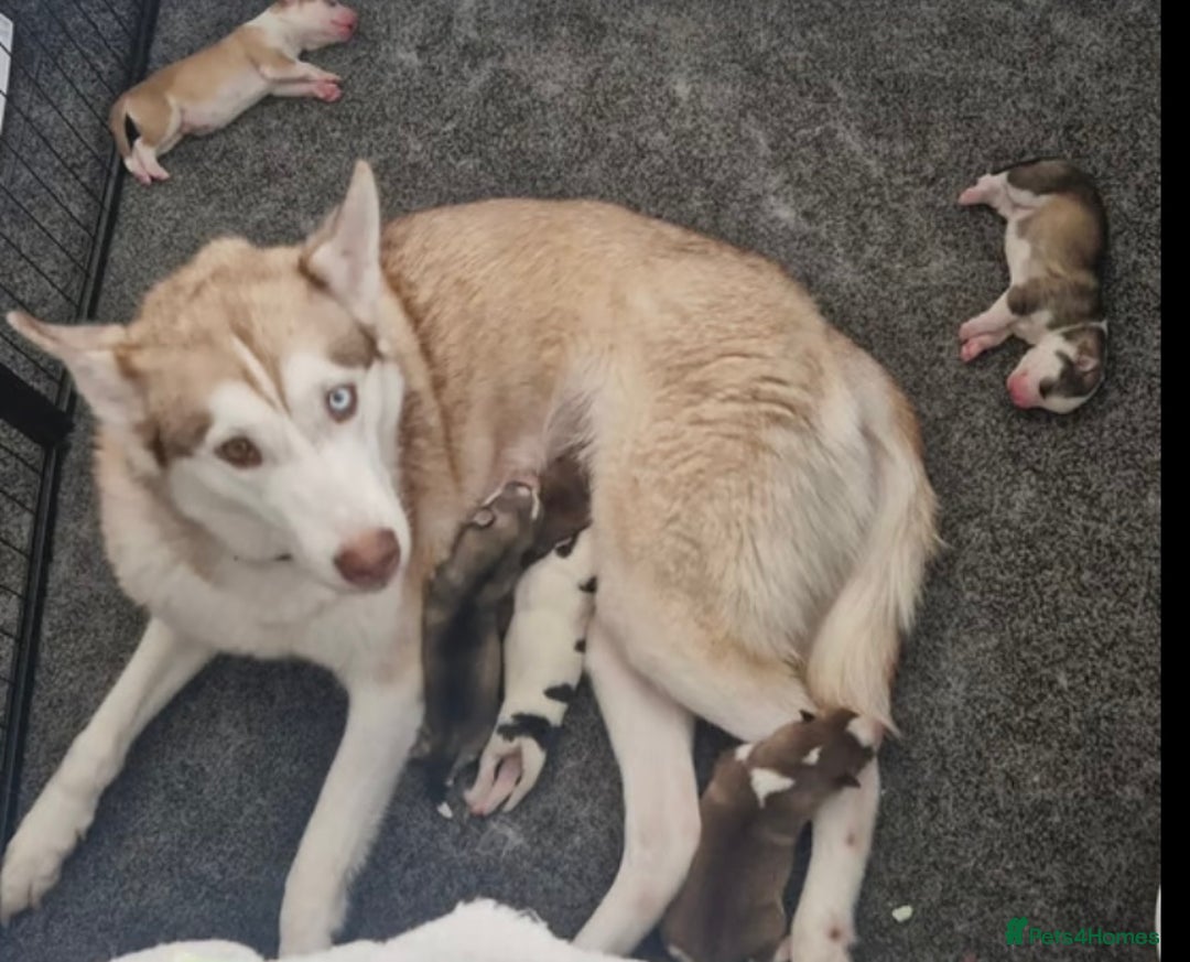 Siberian Husky dogs for sale: Siberian huskys - Image 3