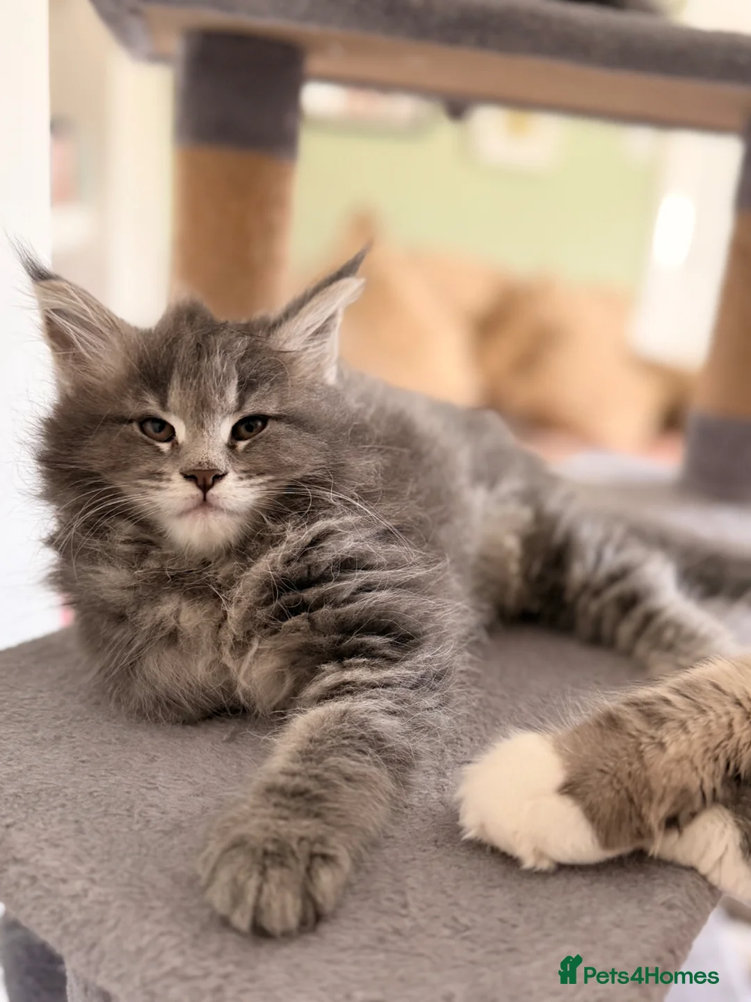 Maine Coon cats for sale: ACTIVE BREEDING KITTENS (3 girls left) - Advert 2