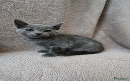 Russian Blue cats for sale: Russian Blue Kittens - Image 6