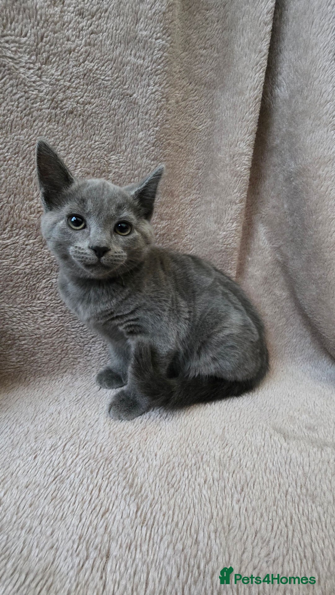 Russian Blue cats for sale: Russian Blue Kittens - Image 6