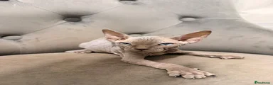 Sphynx 4