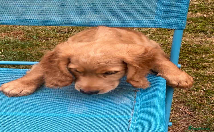Cocker Spaniel dogs - Advert 1