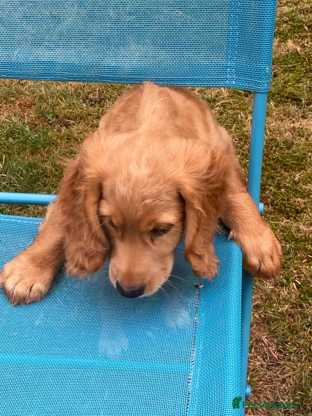 Cocker Spaniel dogs for sale: Stunning Working Cocker Spaniel Puppies - Image 2