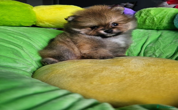 Pomeranian dogs - Advert 2