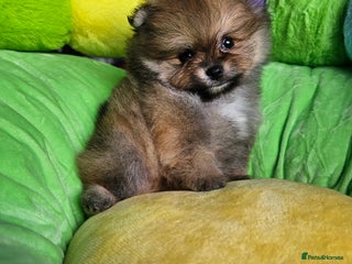 Pomeranian dogs - Advert 16