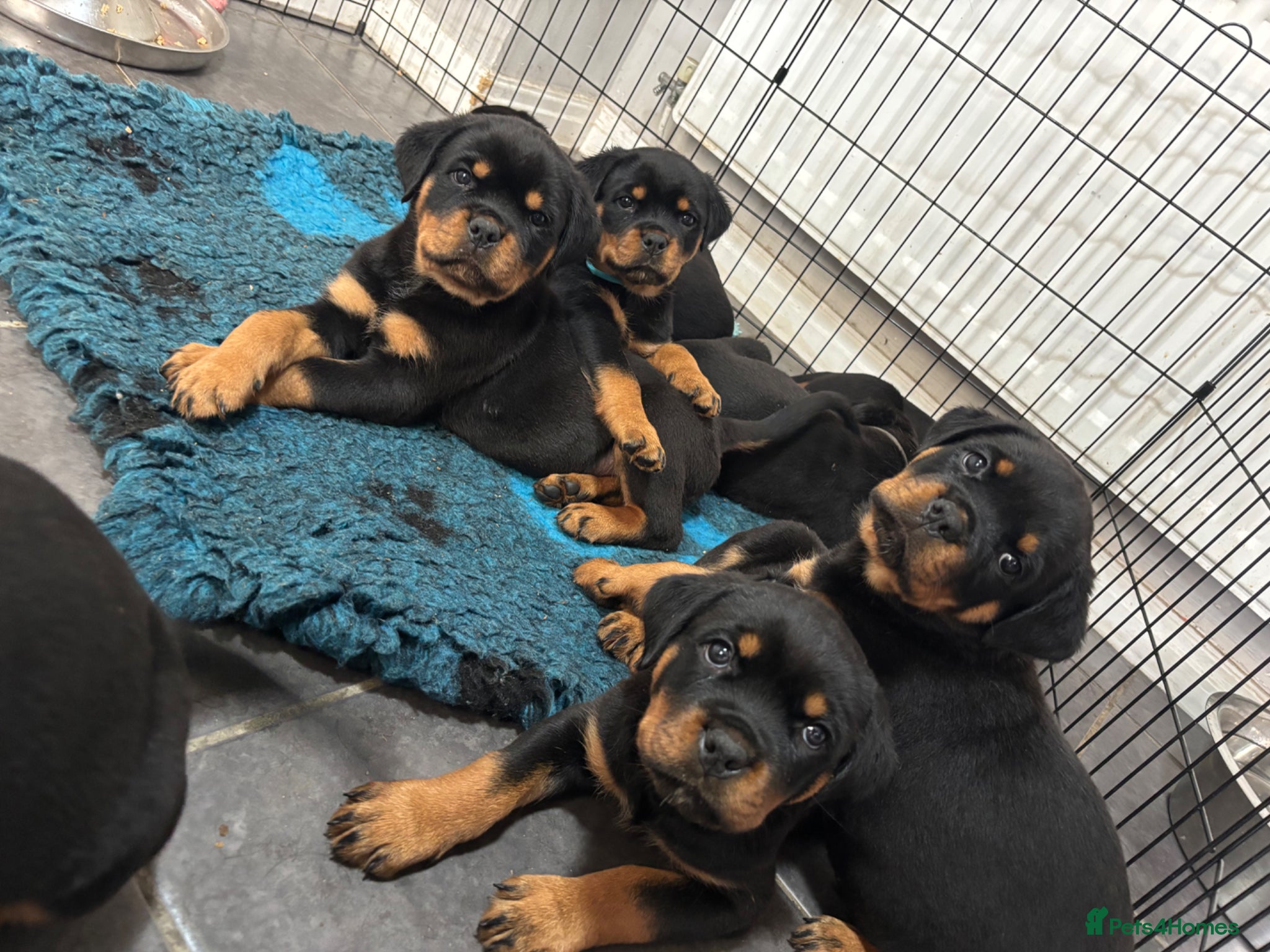 Rottweiler dogs Beautiful Health Tested Rottie Pups Available - Advert 1