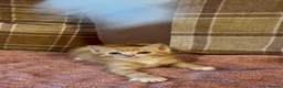 Mixed Breed cats for sale: 3 beautiful male kittens (dad is Persian)  - Advert 20