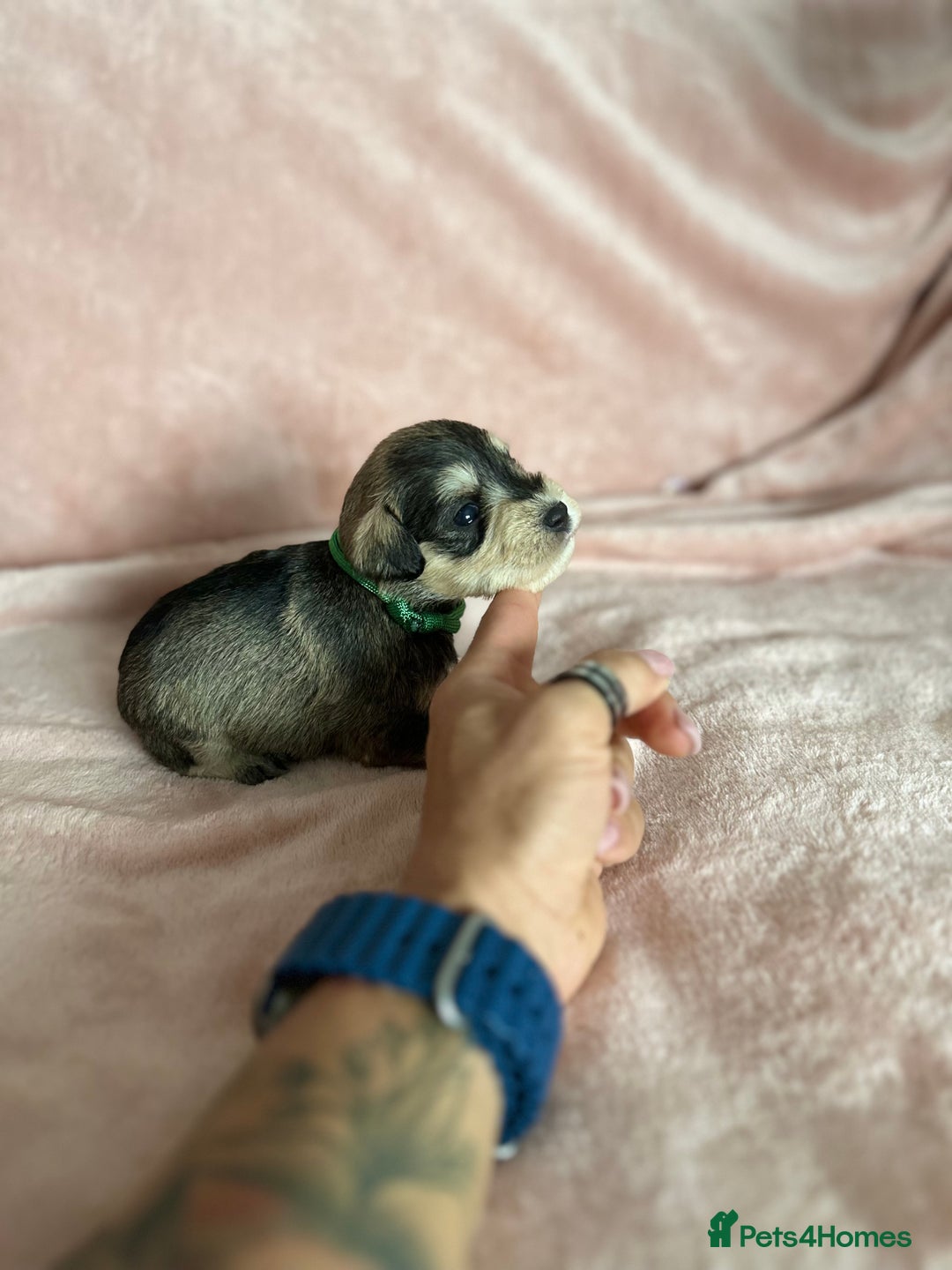 Miniature Schnauzer dogs for sale: OUTSTANDING CHAMPION LINES PUPPIES  - Advert 31