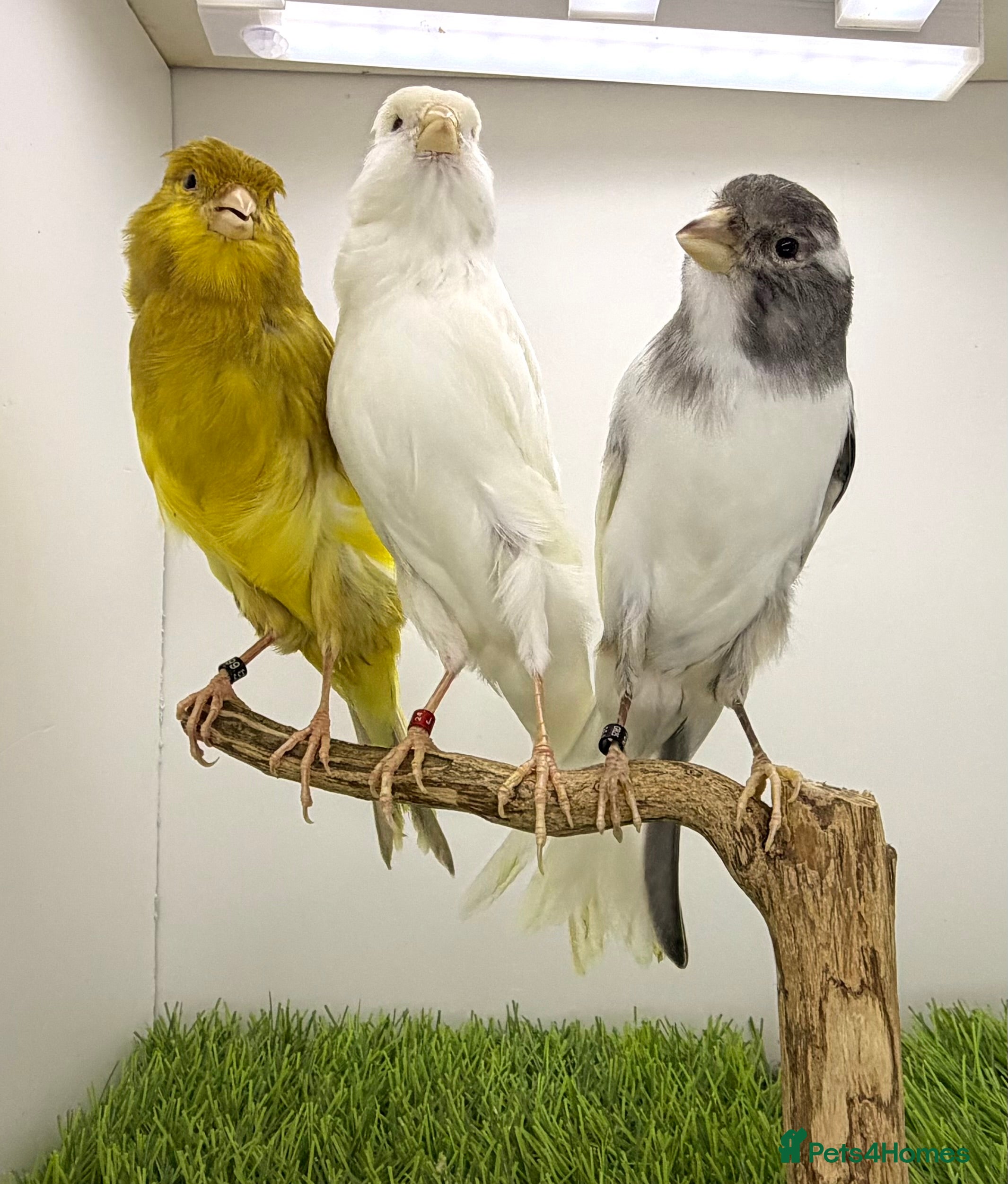Finches birds Persian canary’s pairs-hens-and male available - Advert 5