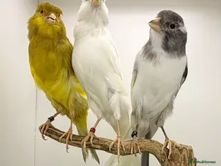 Finches birds Persian canary’s pairs-hens-and male available - Advert 5