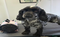 Cocker Spaniel dogs for sale: KC Blue Roan Show Cockr Spaniel  - Image 5