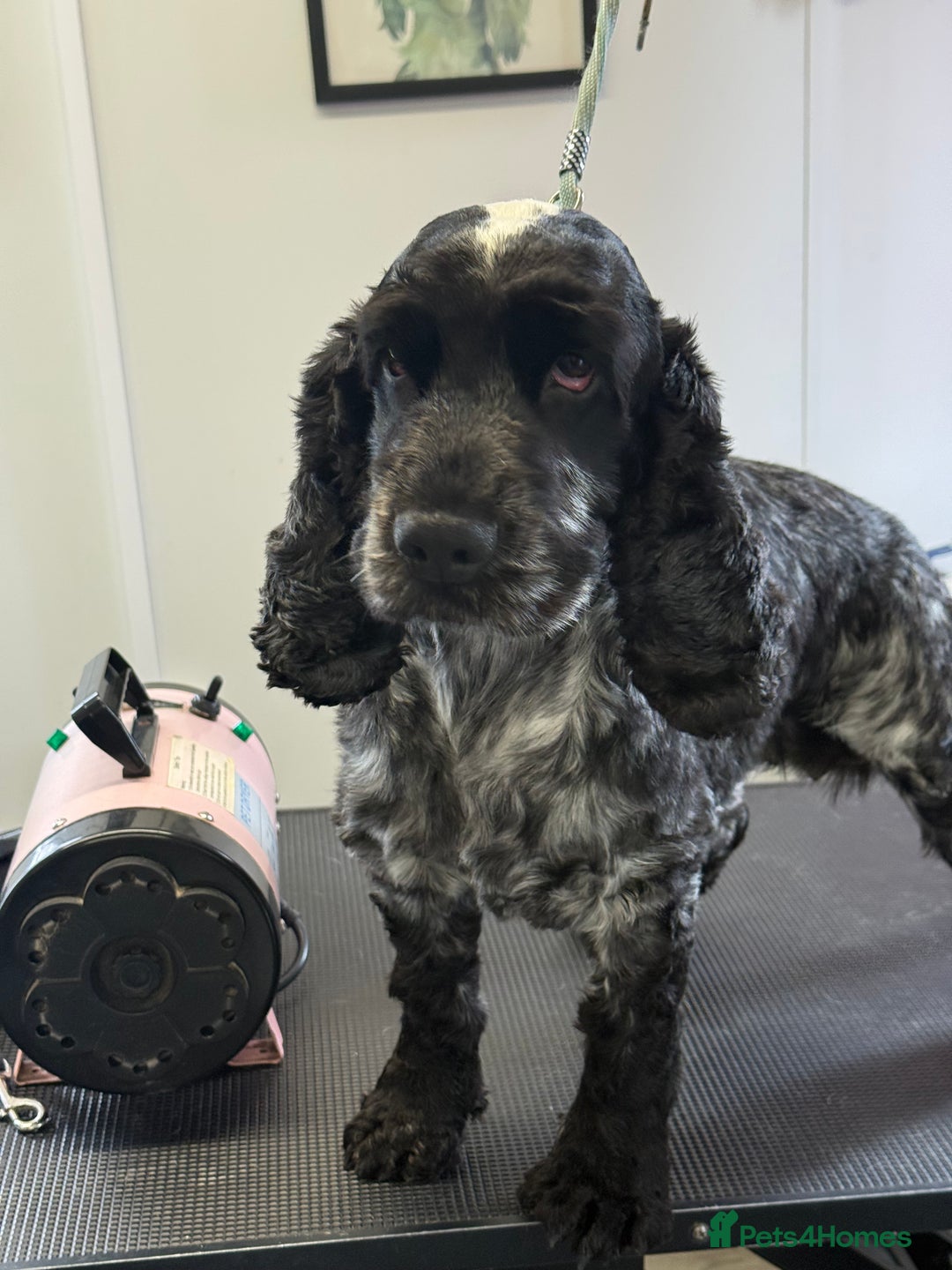 Cocker Spaniel dogs for sale: KC Blue Roan Show Cockr Spaniel  - Image 5