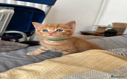 Mixed Breed cats for sale: Adorable 5-Week-Old Kittens Ready for Loving Home  - Image 21