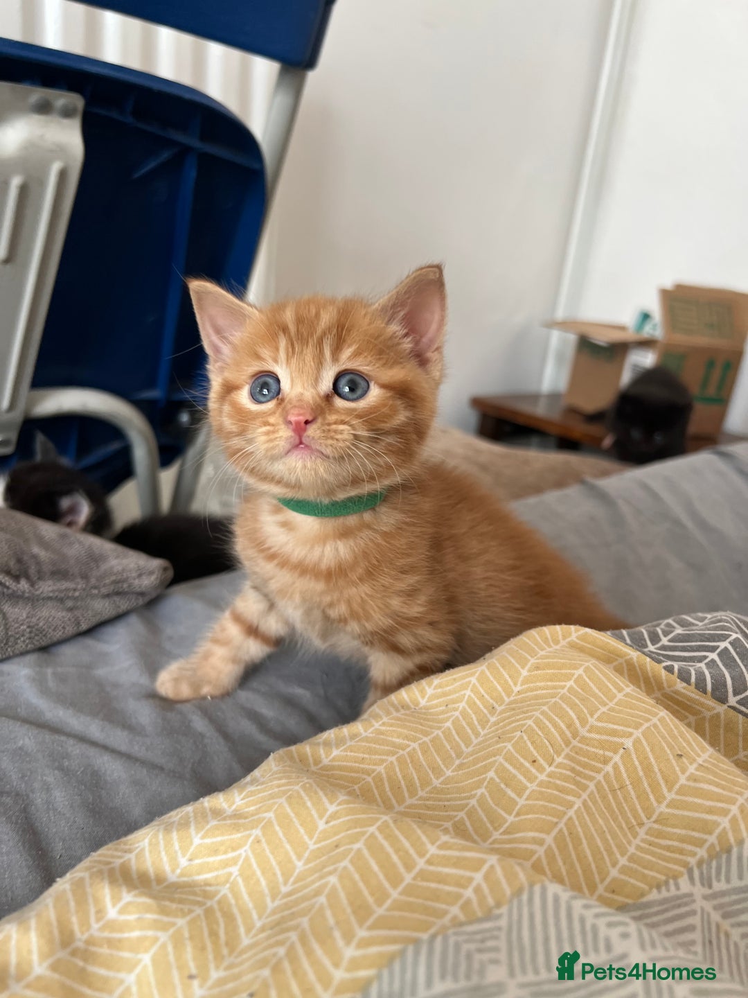 Mixed Breed cats for sale: Adorable 5-Week-Old Kittens Ready for Loving Home  - Image 21