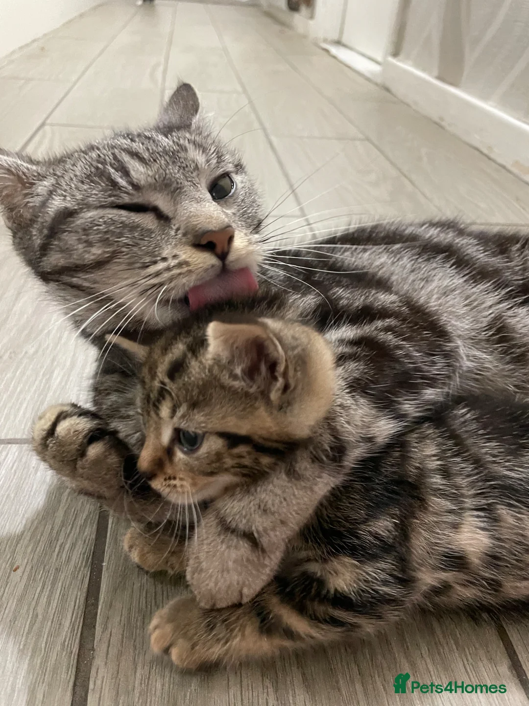 American Shorthair cats for sale: 4 American shorthair kittens - Advert 2