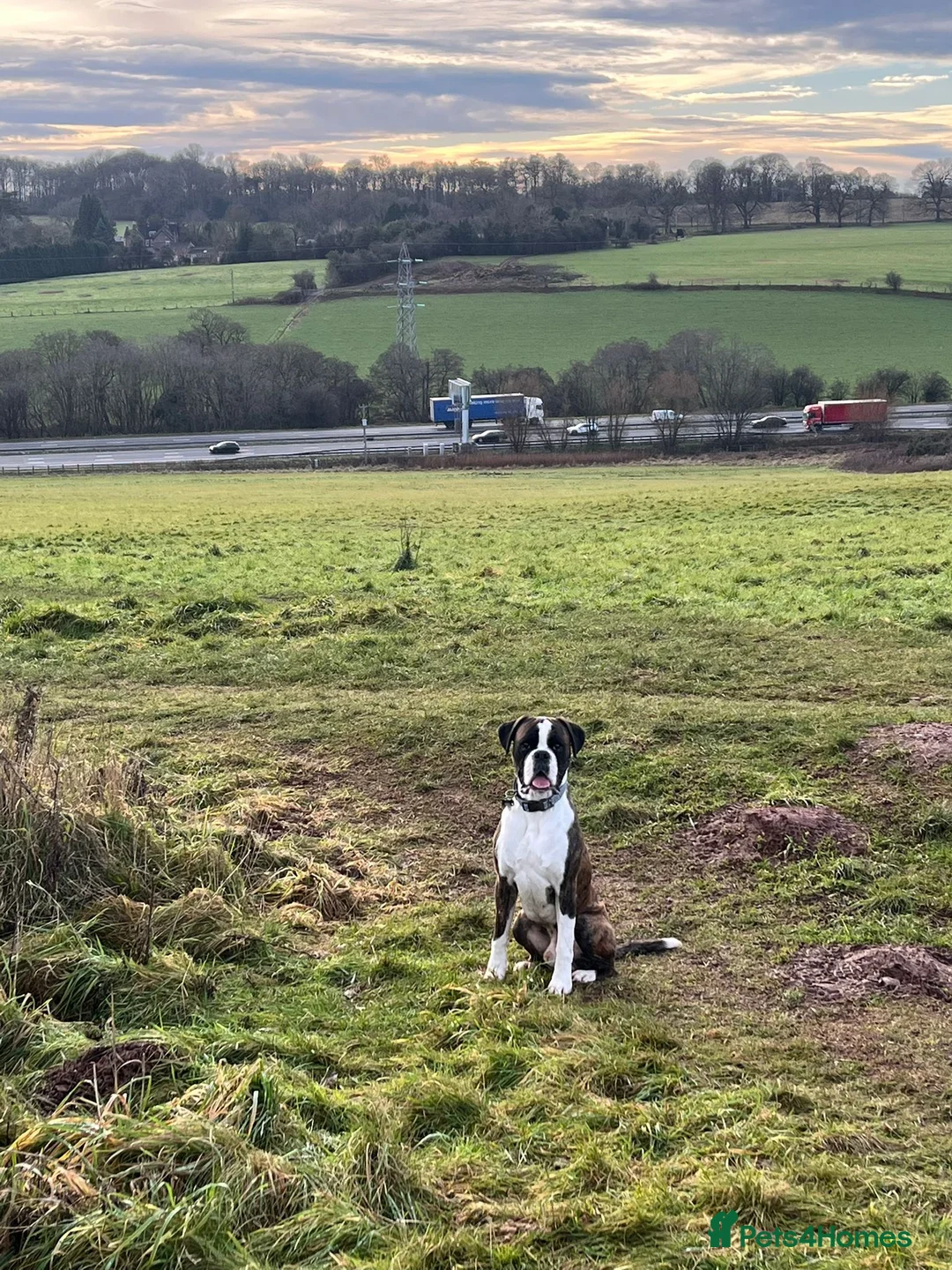 Boxer dogs for stud: Boxer for stud (Brindle) - Advert 6