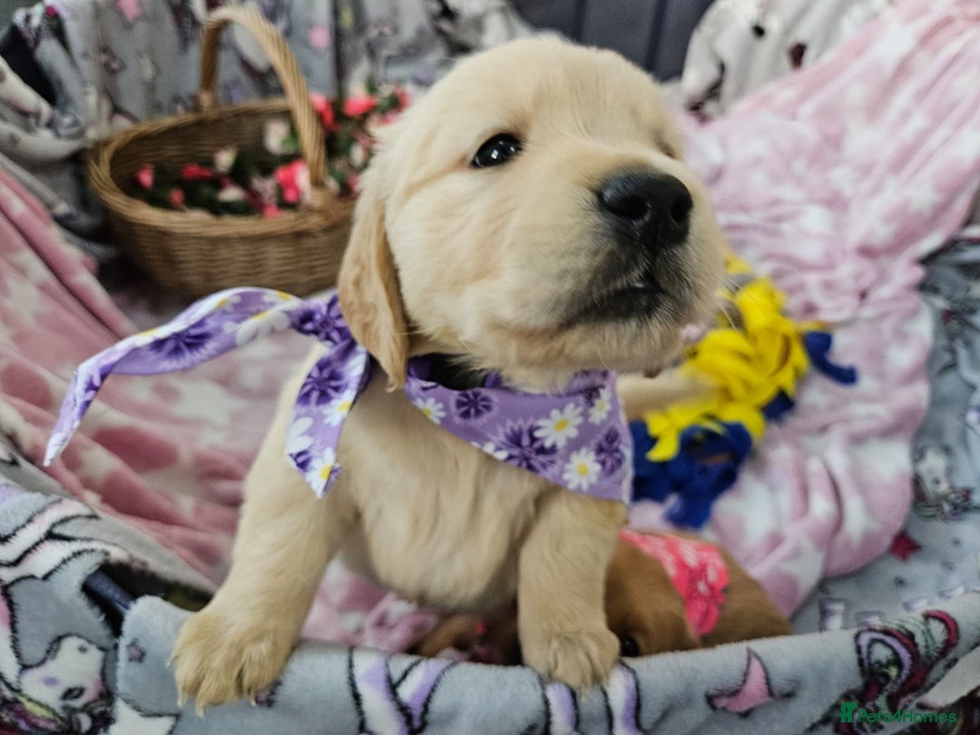 Golden Retriever dogs for sale: Astounding KC Registered Puppies  - Advert 21