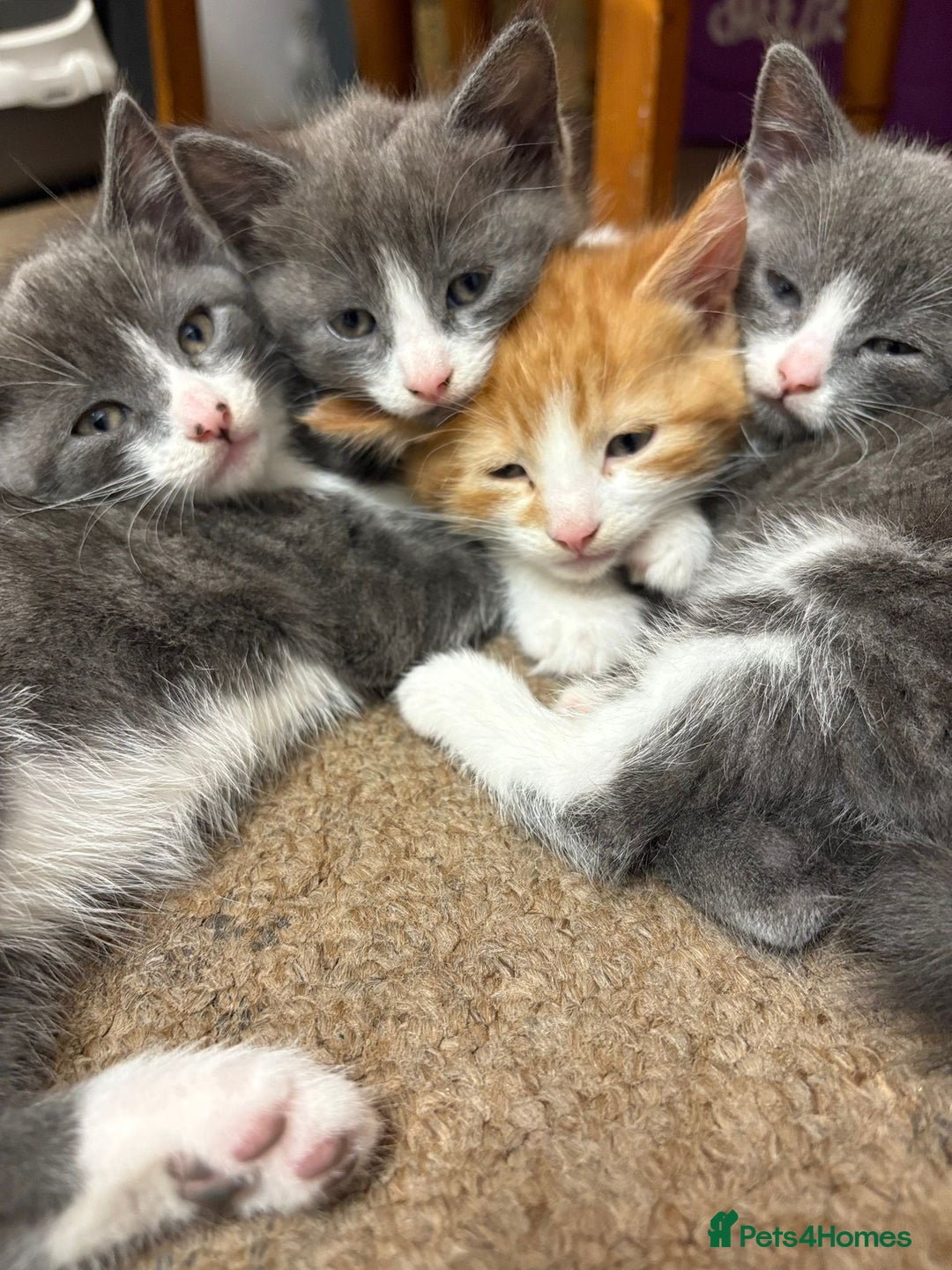 Mixed Breed cats for sale: 4 adorable kittens ready to leave  - Image 1